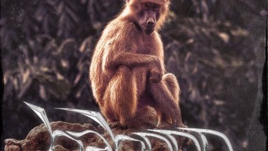 Lyrical Joe Baboon, Lyrical Joe – Baboon (Amerado Diss)